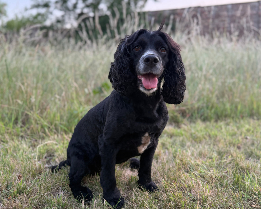 A dog outdoors in long grass